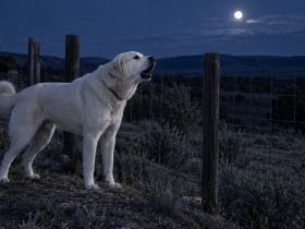 A white Akbash dog barking toward open country at night from inside a fence line