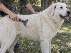 An undercoat rake pulling loose white fur from the thick coat of an Akbash dog outdoors