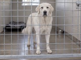 A large white Akbash-type dog looking through a shelter kennel door
