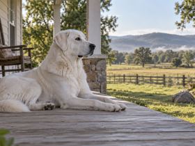 A white Akbash dog lying calmly on a porch while watching something in the distance