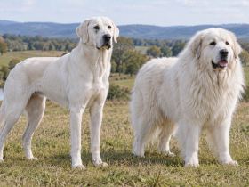 A lean white Akbash standing next to a heavier-coated Great Pyrenees in a pasture