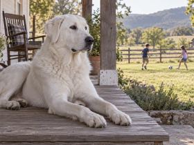 A white Akbash dog lying on a farmhouse porch while older children play in the yard behind it